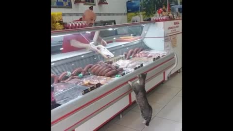 Hungry kitten gets an awesome treat from the butcher(1)