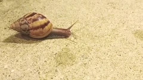 Snail🐌