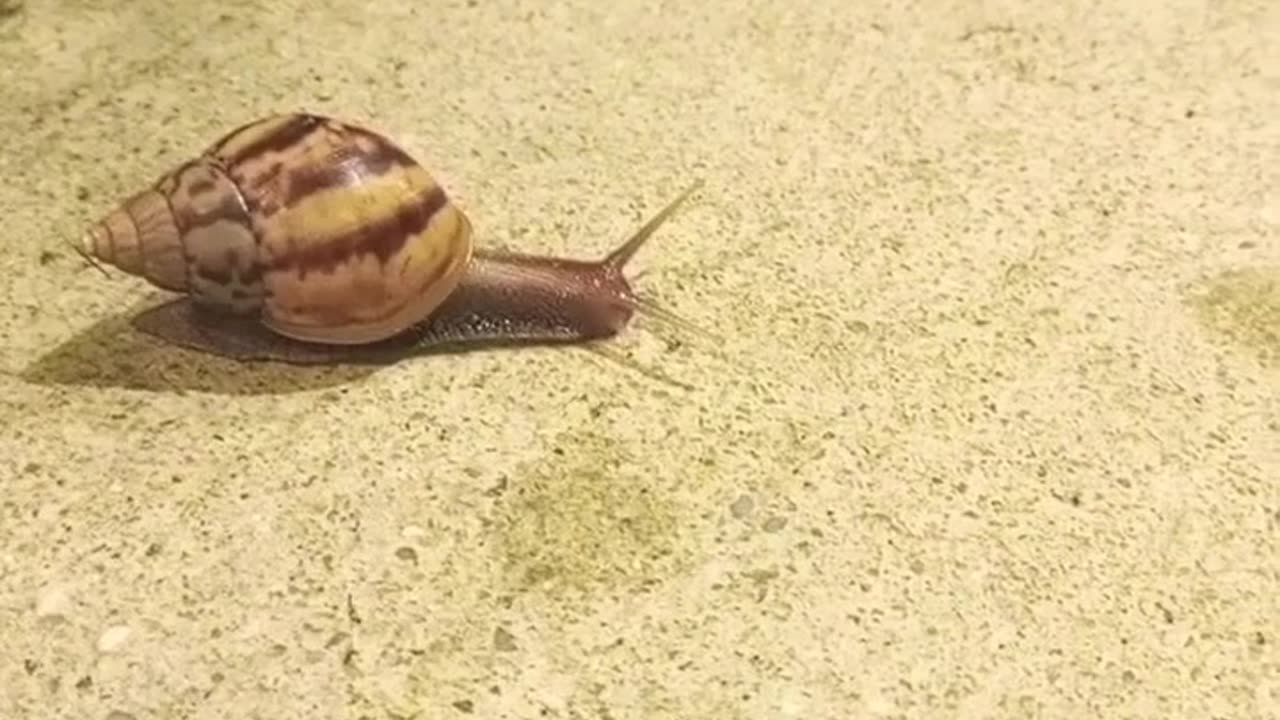 Snail🐌