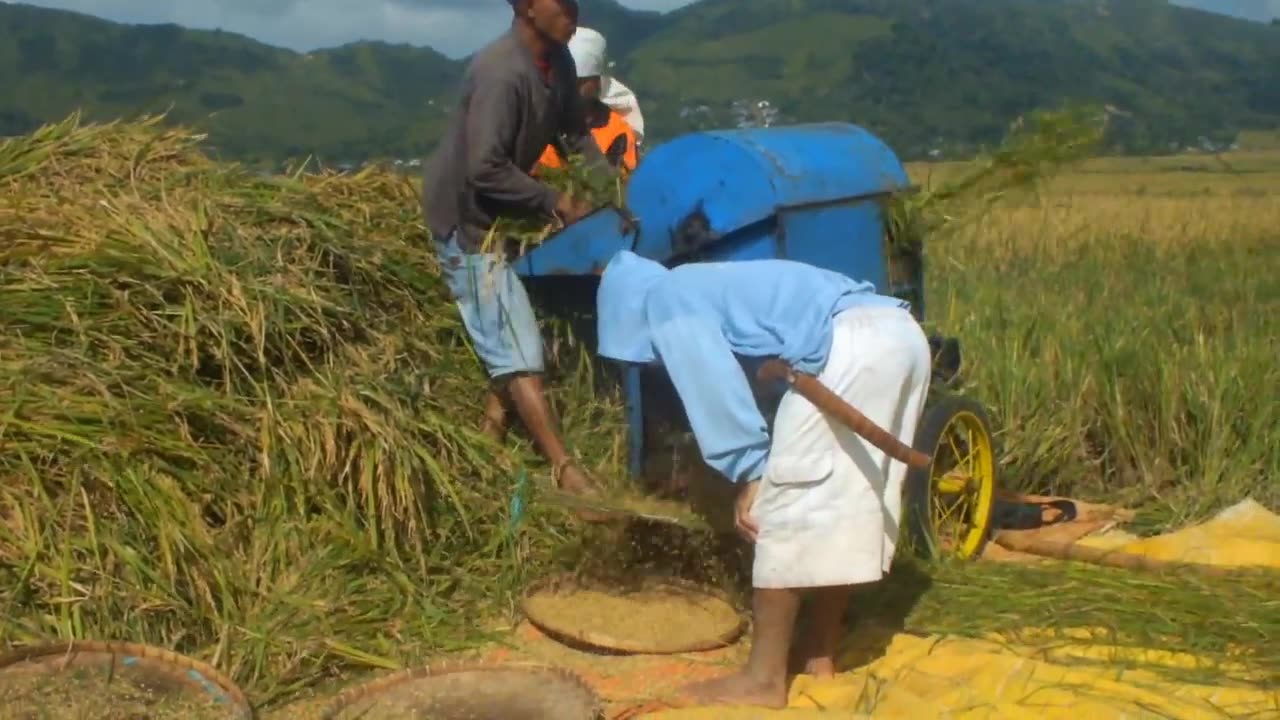 How to harvest rice fields in Manggarai Flores NTT