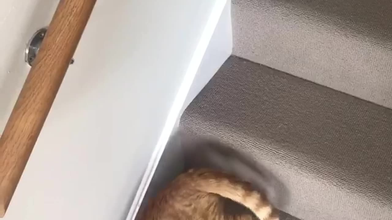 Cat Slinks Down the Stairs