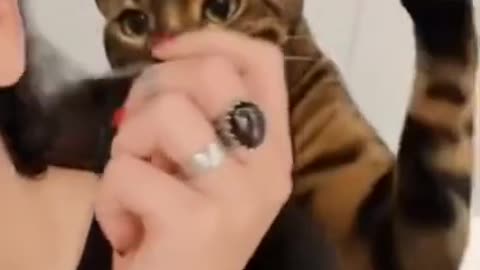 Baby Dogs - Cute and Funny Dog Video