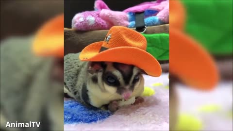 SUGAR GLIDERS Flying - Funny & Cute Compilation