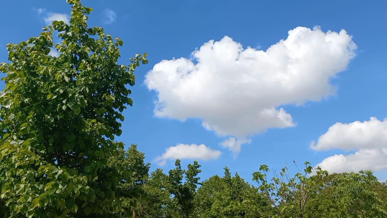 Trees in the forest with the sound of birds