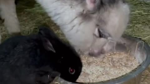 Alpaca and Rabbit Eat Together From Same Bowl