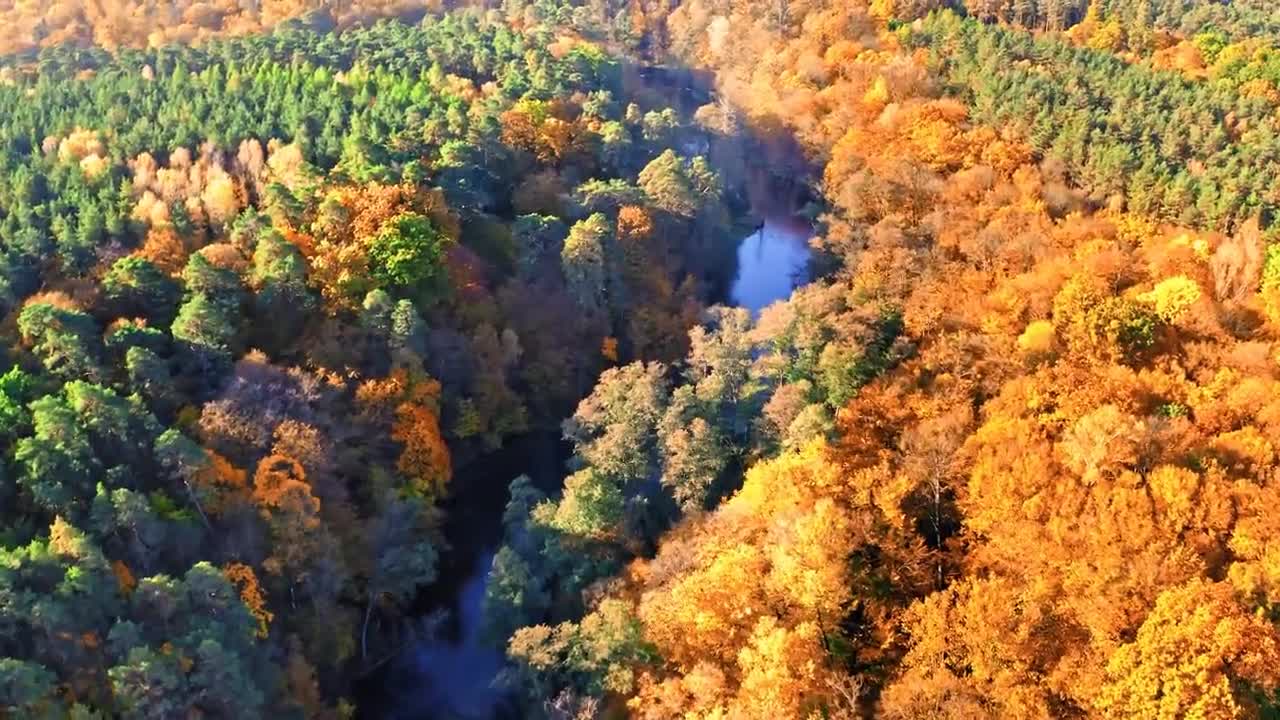 Enchanting Autumn Forests with Beautiful Piano Music