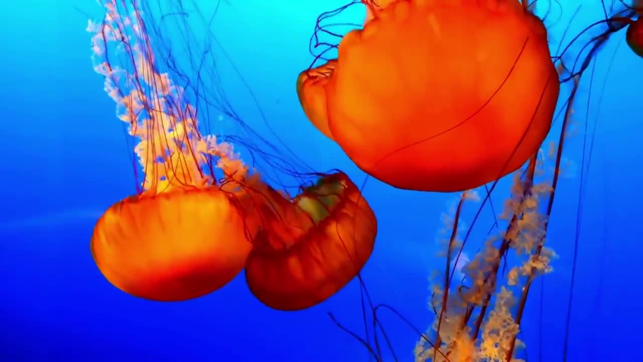 Jellyfish Swimming | LOOKS STUNNIG TO WATCH ! | RELAXING MUSIC 2021