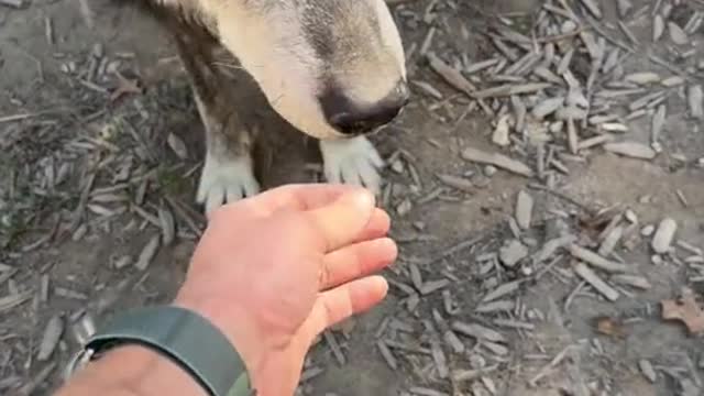 Oh just Snoot Booping.mp4