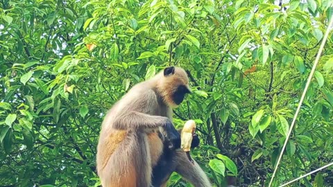 অতিথি এসেছে