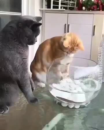 Fish are friends not food!