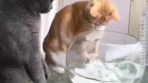 Fish are friends not food!