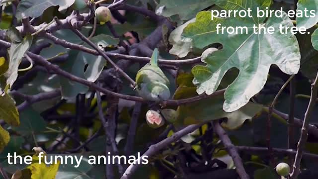 Parrot Bird eats eats from the tree.