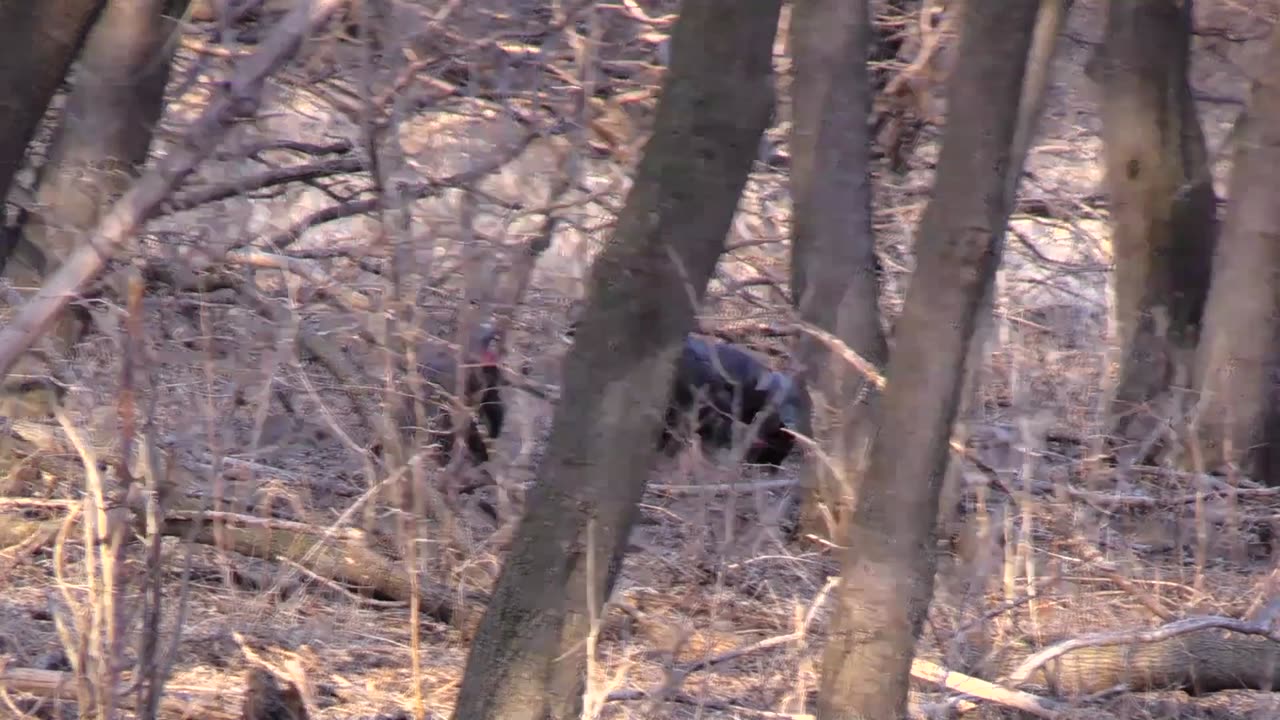 UP CLOSE | Youth Turkey Hunt | Iowa