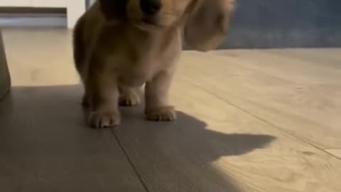 Wait for me i got little legs