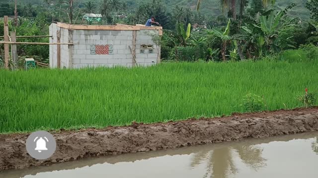 the scenery in the rice fields is very cool and beautiful