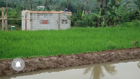 the scenery in the rice fields is very cool and beautiful