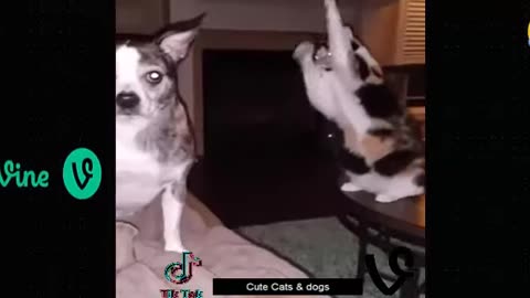 Best Funny Animal Videos Of The 2023 🤣 - Funniest Cats And Dogs Videos 😺😍😂🐶 Funny cat & dog videos 😍