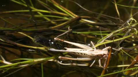 Backswimmer Insects Drag Prey Into the Upside Down | Deep Look