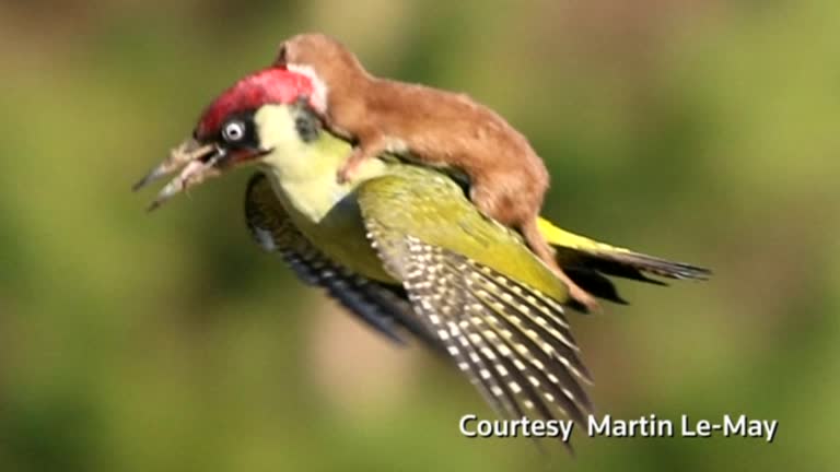 Caught on camera - Weasel, woodpecker piggyback