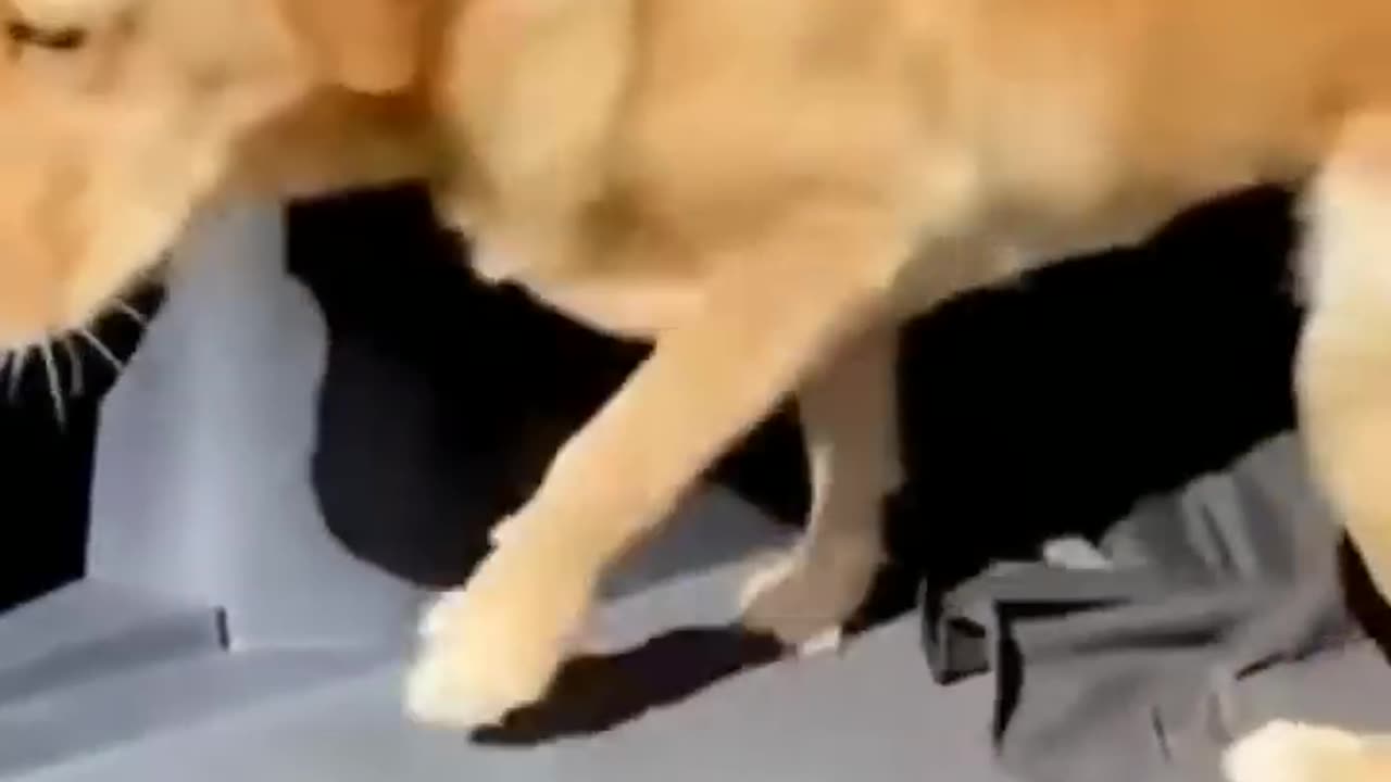 cut and funy animal