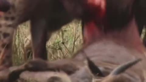 Hyenas attacked wildbeast | wild animals | wildlife