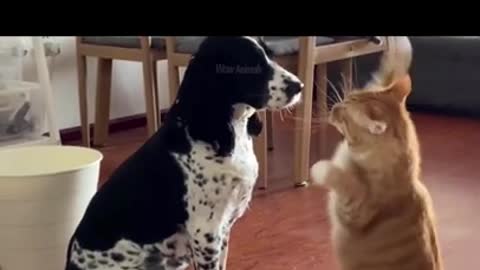 Cat attitude|cat with a dog|funny cat video