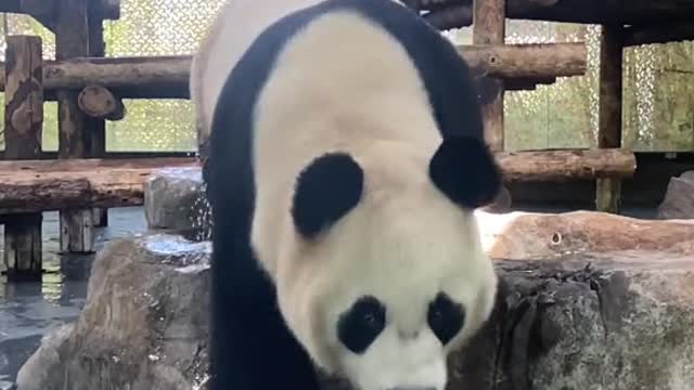 giant pandas