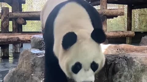 giant pandas