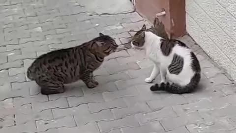 Cat street fight