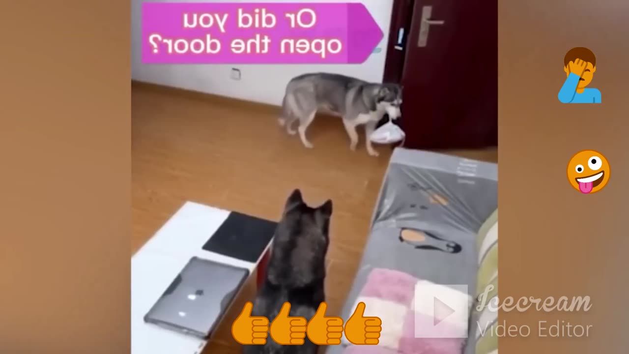 Try not to laugh with these animals 18!