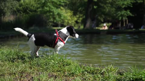 Cute little black and white puppy sniffing around the lake