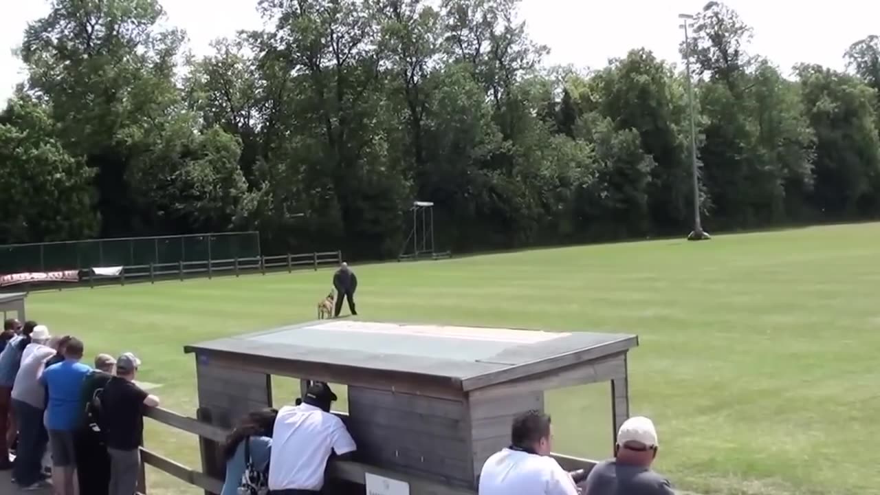 British Police and Services Canine Association Service Dog