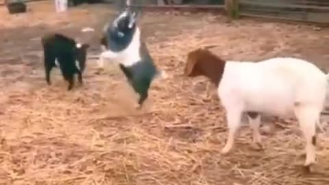 Funny animal club