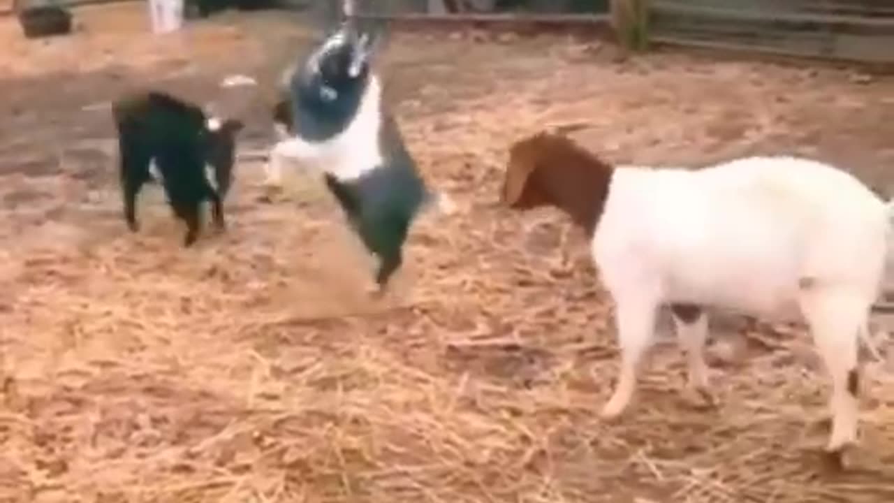 Funny animal club