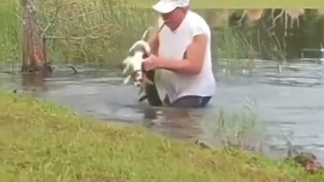 man saves dog from being swallowed by an alligator