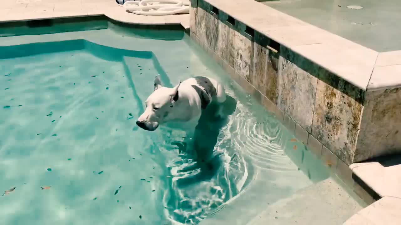 Joyful Great Dane Jumps Out of the Pool To Greet his Dad