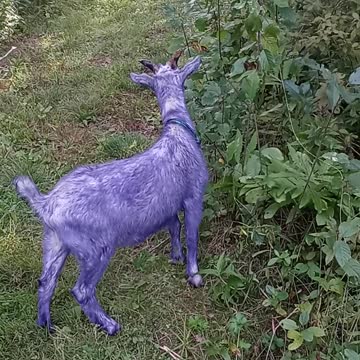 Purple Goat
