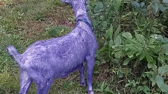 Purple Goat