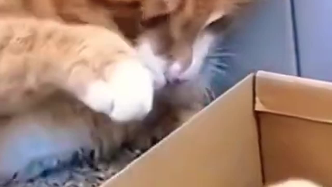 Cute cat being naughty 😂😂