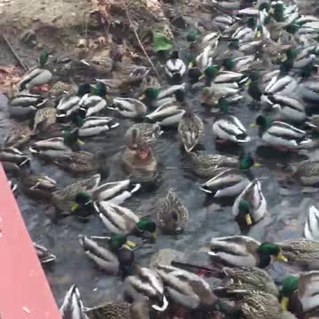 Duck Party