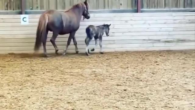 Horse SOO Cute! Cute And funny horse Videos Compilation cute moment #23