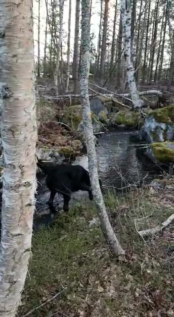 Finland Funny dog trying to fishing