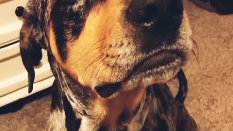 Award winners 🏆 fun with cat and dog when talk