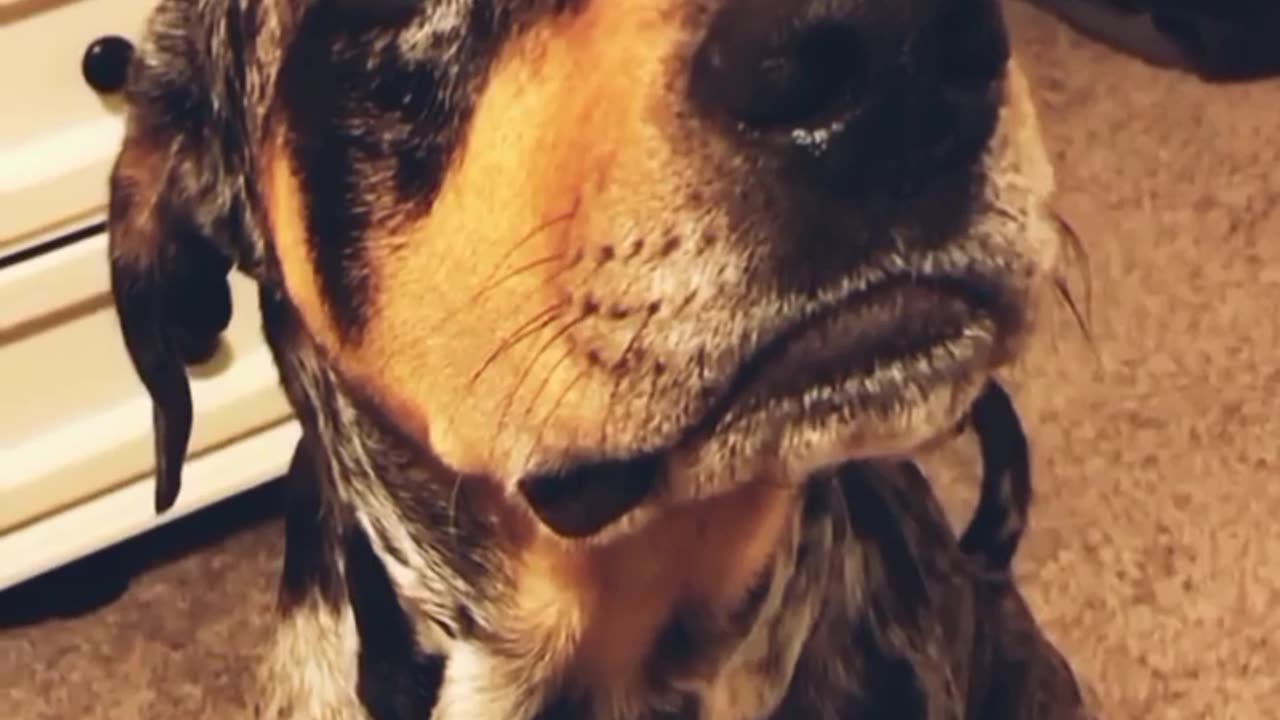 Award winners 🏆 fun with cat and dog when talk