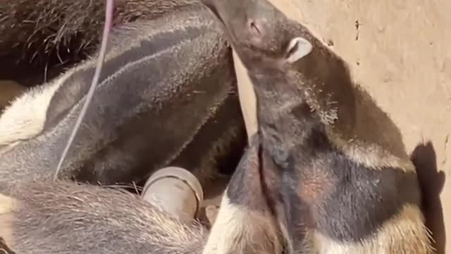 The tongue is a little damp. Take it out to dry