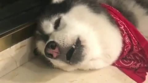 Puppy's voice