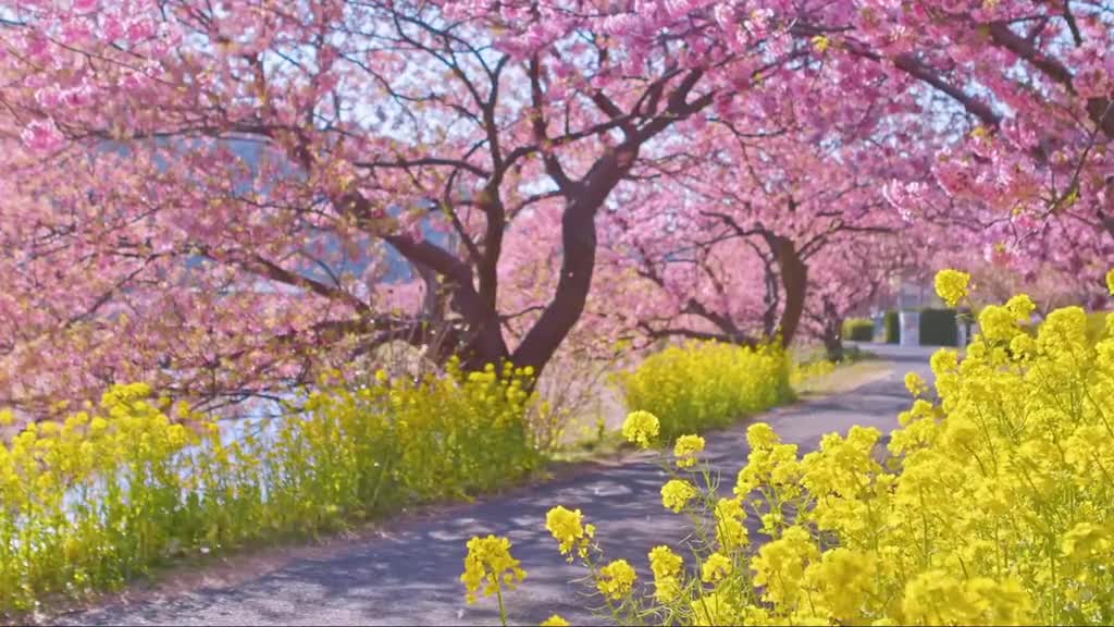 When the spring wind