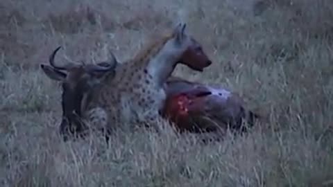 Wildlife