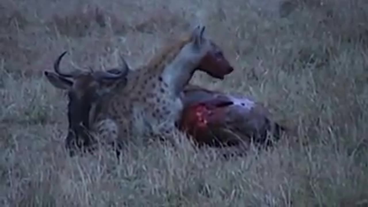 Wildlife