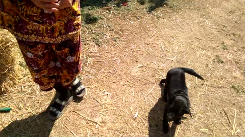 Cute black Thai Riggie.